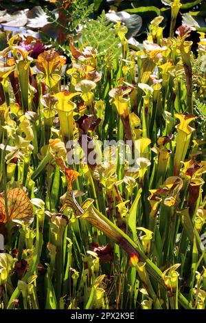 Gelbe Schlauchpflanze (Sarracenia flava), fleischfressende Pflanze im Botanischen Garten, Nordrhein-Westfalen, Deutschland, Bonn Foto Stock