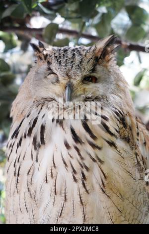 Primo piano di un gufo di aquila siberiana occidentale seduto sul ramo Foto Stock