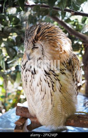 Primo piano di un gufo di aquila siberiana occidentale seduto sul ramo Foto Stock