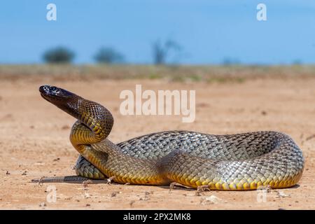 Australiano altamente velenoso entroterra Taipan Foto Stock