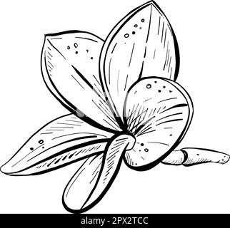 Illustrazione vettoriale di bella plumeria frangipani fiore. Contorno nero, disegno grafico in curve. Per cartoline, design e composizione Illustrazione Vettoriale