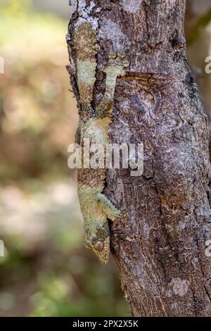 Uroplatus sikorae, gecko a coda piatta (o gecko a coda piatta) del sud, è una specie di lucertola endemica protetta della famiglia Gekkonidae. Ris Foto Stock
