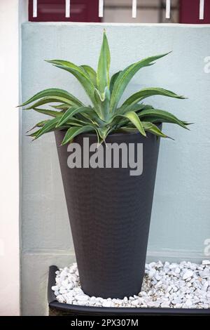 Stabilimento di Agave in una parete esterna nera con decorazioni moderne in pentola Foto Stock