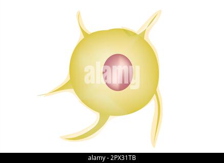 anatomia delle cellule staminali mesenchimali Illustrazione Vettoriale