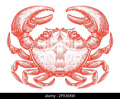 Granchio rosso intero. Animale acquatico crostacei in stile annata. Frutti di mare, illustrazione vettoriale di schizzo Illustrazione Vettoriale