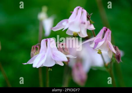 Primo piano di una colonna comune contro uno sfondo sfocato. Zoom sui fiori in erba che crescono in un giardino con fiori fragranti. Dettagli macro di una pianta Foto Stock