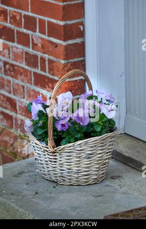 Viola e bianco johnny saltare i fiori nel cestino di vimini a casa porta come regalo e regalo per giorno valentines, compleanno o anniversario. Mazzo di Foto Stock