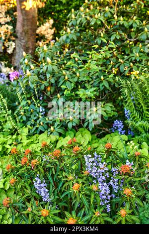 Piante di fiori di ciambella spagnola o siberiana in piena fioritura in un giardino in una soleggiata Primavera o Estate. Primo piano della natura circondato dal verde Foto Stock