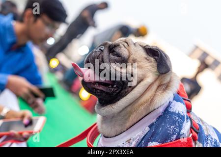 Cani partecipanti ad un evento organizzato da una compagnia di alimenti per cani in India. Foto Stock