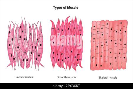 Tipi di muscolo Illustrazione Vettoriale