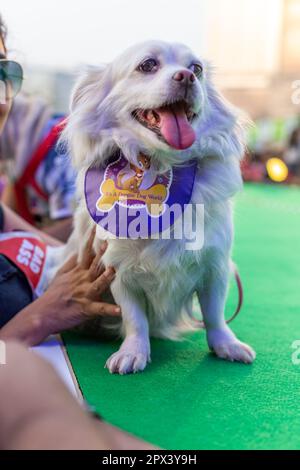 Cani partecipanti ad un evento organizzato da una compagnia di alimenti per cani in India. Foto Stock