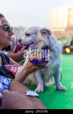 Cani partecipanti ad un evento organizzato da una compagnia di alimenti per cani in India. Foto Stock