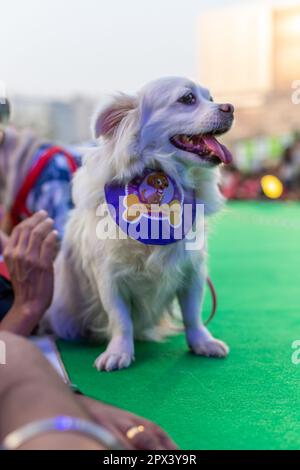 Cani partecipanti ad un evento organizzato da una compagnia di alimenti per cani in India. Foto Stock