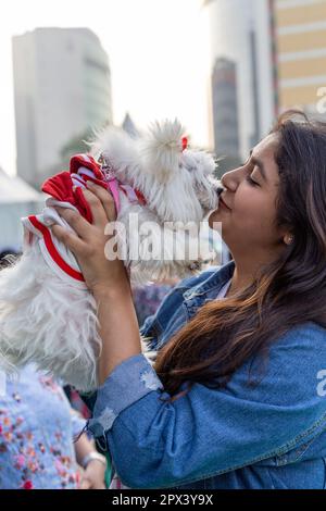 Cani partecipanti ad un evento organizzato da una compagnia di alimenti per cani in India. Foto Stock