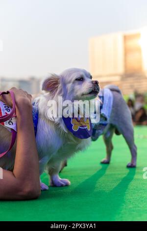 Cani partecipanti ad un evento organizzato da una compagnia di alimenti per cani in India. Foto Stock