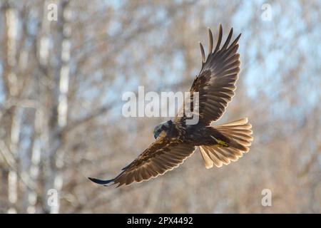 La palude occidentale harrier volare nella foresta di betulla la mattina di primavera nella Finlandia occidentale. Foto Stock