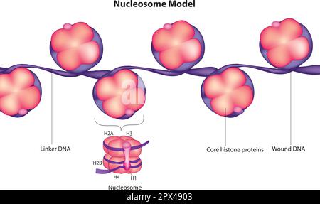 Nucleosoma Illustrazione Vettoriale