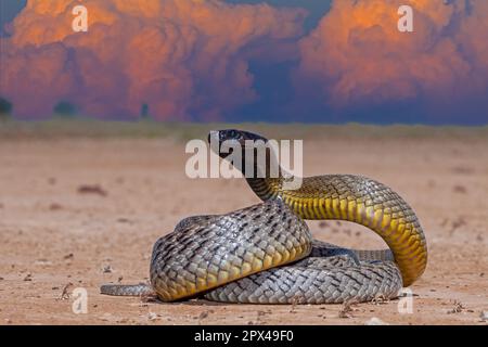 Australiano altamente velenoso entroterra Taipan Foto Stock