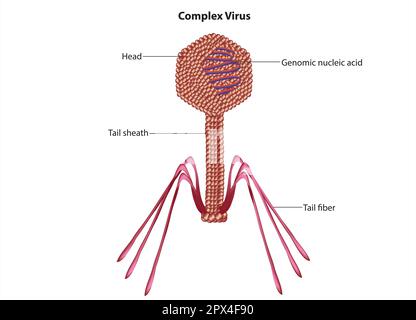 Struttura più complessa del virus Illustrazione Vettoriale