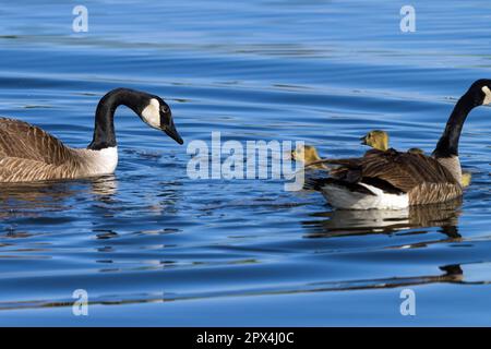 Un giovane Gosling attacca la lingua al padre dopo averlo visto volare per unirsi alla famiglia. Foto Stock