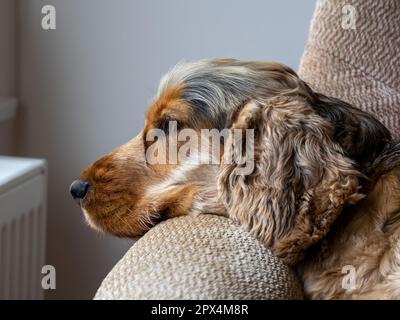 English Show Cocker Spaniel spianare su sedia. Foto Stock