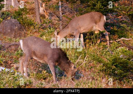 Coppia di cervi sika Cervus nippon yesoensis al pascolo. Parco Nazionale di Shiretoko. Penisola di Shiretoko. Hokkaido. Giappone. Foto Stock