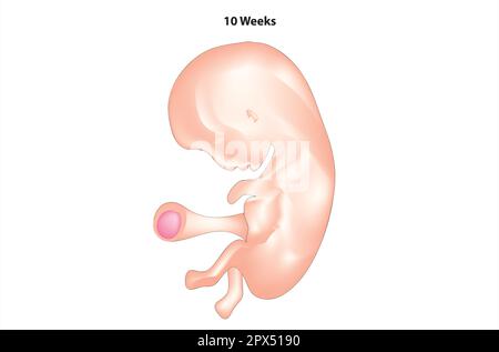 Anatomia di 10 settimane di feto Illustrazione Vettoriale