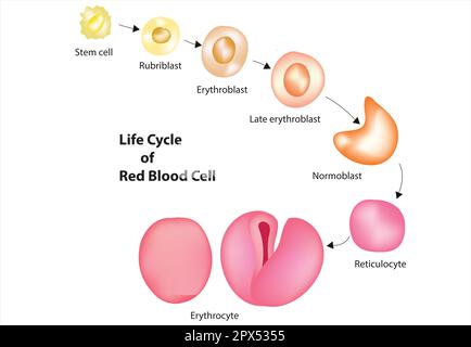 Ciclo di vita dei globuli rossi Illustrazione Vettoriale