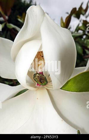 Goldglänzender Rosenkäfer (Cetonia aurata) und Glänzender Blütenprachtkäfer (Anthaxia nitidula) an der Blüte einer Immergrünen Magnolie (Magnolia gran Foto Stock