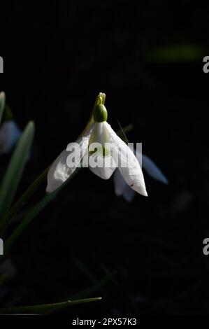 Snowdrop o racchette da neve comune (Galanthus nivalis) fiore in ntaure primo piano testa di fiore, bianco primo fiore di girata Foto Stock