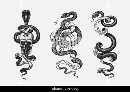 Set di serpenti. Pitonidi o pitone. Boinae o boa o boidi. Corsa orientale o costrizione Coluber. Cobra indiana o con occhiali o asiatici o binocellati Illustrazione Vettoriale