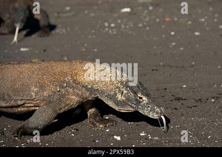 Draghi di Komodo, Varanus komodoensis, coppia che cammina con le zecche, baia di Horseshoe, isola di Rinca sud, parco nazionale di Komodo, Indonesia Foto Stock