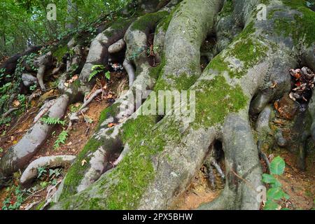 radici ricoperte di muschio verde. Banja Koviljaca, Serbia, terrazze parco. La radice è la parte sotterranea della pianta, che serve a rafforzarla Foto Stock