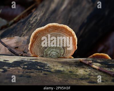 Fungo Turkeytail su legno decadente in inglese Woodland. Foto Stock