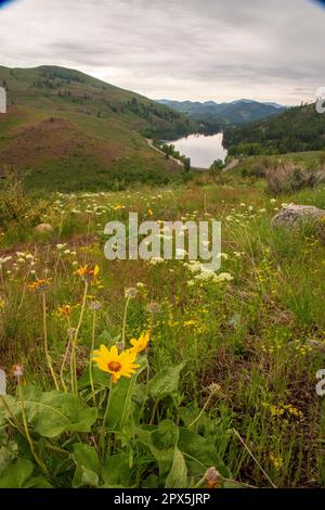 Una margherita gialla in un campo di fiori selvatici cresce su una collina che domina il lago Patterson e le Cascade Mountains vicino a Winthrop, nel nord-est di Washing Foto Stock