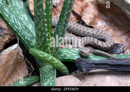 Immagine ravvicinata della vipera ASP (Vipera aspis) Foto Stock