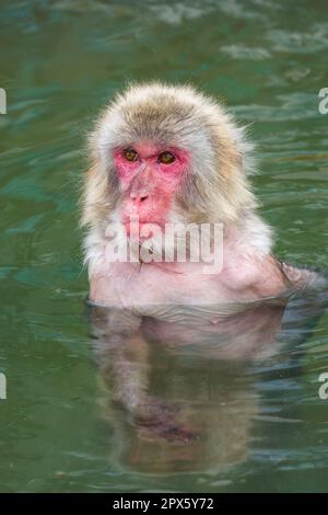 Macaque giapponese (scimmia della neve) immerso in una calda sorgente vulcanica sull'isola settentrionale di Hokkaido (Hakodate) Foto Stock