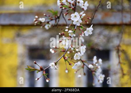 Fiore di ciliegi nel giardino primaverile, vista attraverso l'albero di frutta a casa del villaggio. Fiori bianchi su un ramo, scena rurale Foto Stock