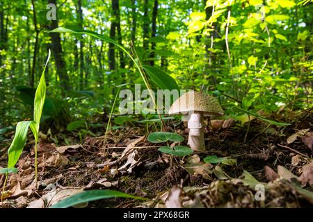 Funghi commestibili Amanita rubbescens in foresta di abete rosso. Conosciuto come blusher. Funghi selvatici che crescono negli aghi. Foto Stock