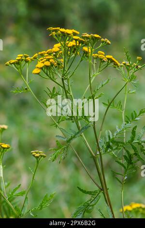Tansy flowers Tanacetum vulgare genere di piante erbacee perenni e arbusti della famiglia Asteraceae. Foto Stock