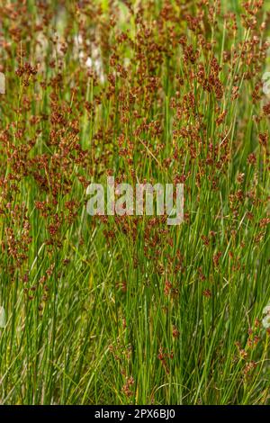 La comune rush dolce Juncus effusus è una specie erbacea perenne della famiglia Juncaceae. Foto Stock