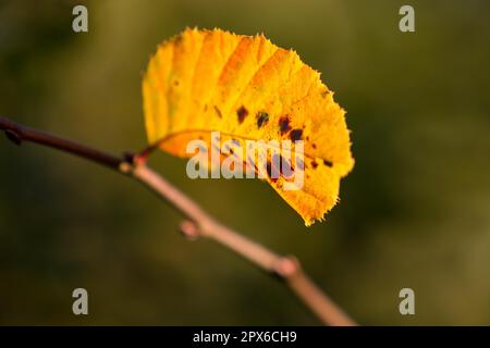 I colori autunnali butes fogliame di faggio Foto Stock