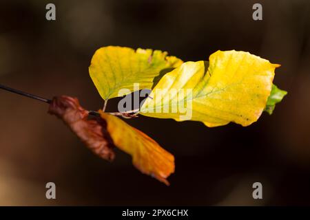 I colori autunnali butes fogliame di faggio Foto Stock