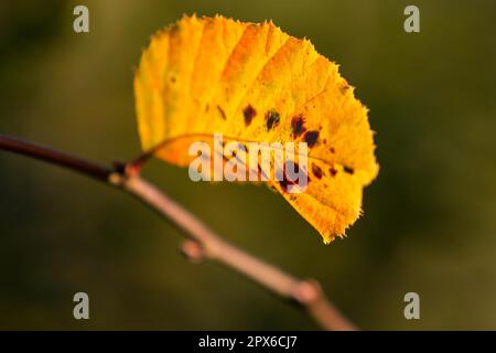 I colori autunnali butes fogliame di faggio Foto Stock