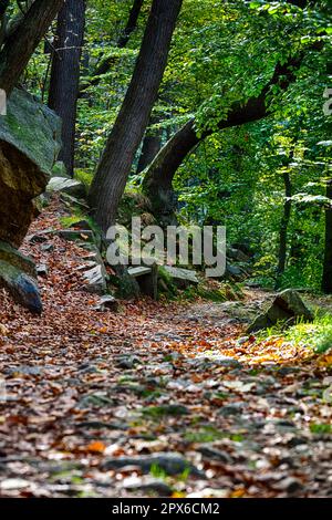 Sentiero escursionistico Bodetal in autunno Harz Foto Stock