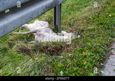 Gioco incidente morto capriolo animale Foto Stock