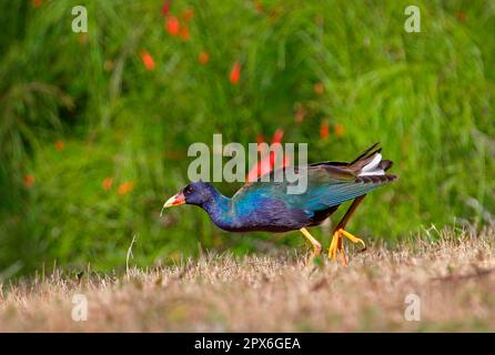 Porfirula martinica, gallinula porpora americana (Porphyrio martinicus), sultana minore, sultana minore, rallen, animali, Uccelli, Gallinule viola Foto Stock