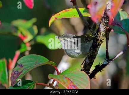 Golden-barred Warbler, songbirds, animali, uccelli, Buff-barred Warbler (Phylloscopus pulcher pulcher) adulto, arroccato su twig, Doi Inthanon N. P. Foto Stock