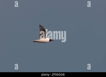 Gabbiano relitto (Larus relictus), gabbiano di Loennberg, gabbiani di Loennberg, gabbiani a testa nera, gabbiani di Loennberg, Gobi Swwa Foto Stock