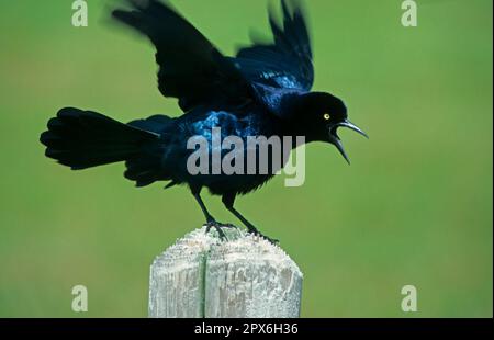 Common Grackle (Quiscale quiscula) uomo adulto, visualizzazione aggressiva, Texas (U.) S. A Foto Stock